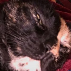 Meet your Posher, Hailey